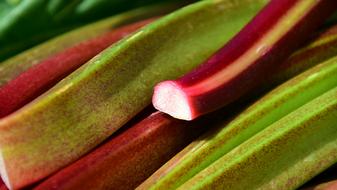 herbaceous garden plant