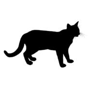 Black silhouette of the cat, at white background, clipart