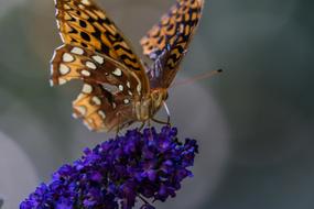 Butterfly Insect at Garden