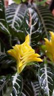 Aphelandra, tropical plant with Yellow Flowers