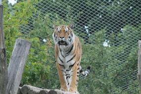 Zoo animal tiger cat