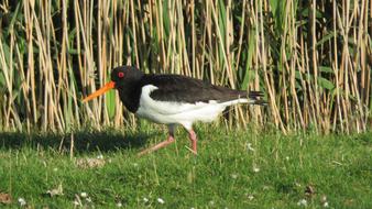 Oystercatcher Bird at Nature