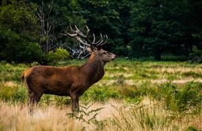 Beautiful and colorful landscape with the cute deer among the plants