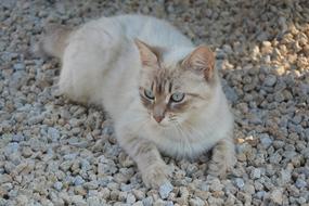 Beautiful, colorful and cute, fluffy cat laying on the stones