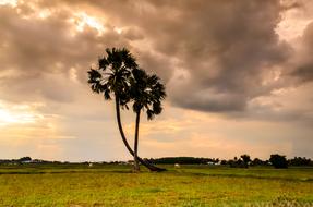 evening photo of two tall palms