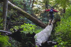 hiking in the thickets of the forest