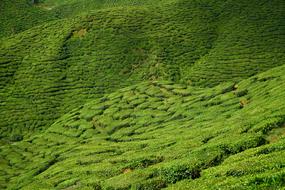 Tea Garden green Plantations