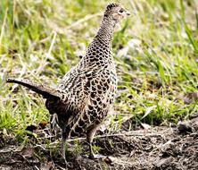 Pheasant Female on meadow