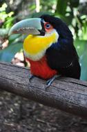 Birds Tucano in Brazil