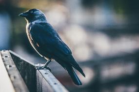 Bird Fly blur