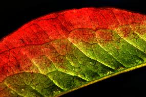 colorful Autumn leaf, macro