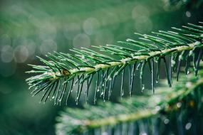 prickly branch in raindrops