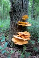 mushrooms on Tree trunk in forest, Laetiporus sulphureus, netherlands