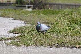Animal Bird Dove