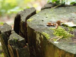 Wood Moss green