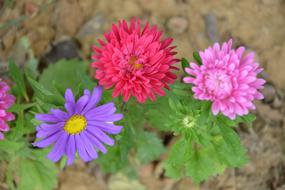 beautiful flowers of color in the garden