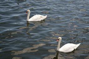 two white Swan on water, wild Birds
