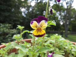 purple-yellow pansies in a flower pot
