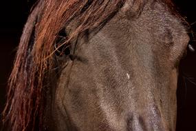 Horse Brown Close Up