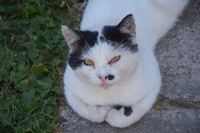 White and black Cat Animal