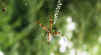 Macro view of wild Insect Arachnid