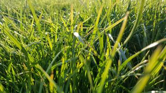 green fresh grass in a meadow