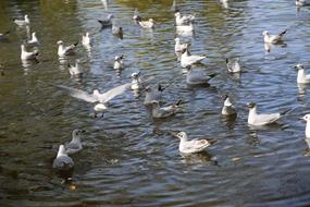 flock of grey and white seagulls on water