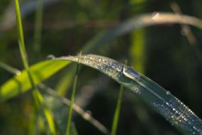 grass in dewdrops