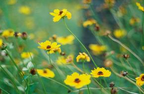 yellow many colors landscape