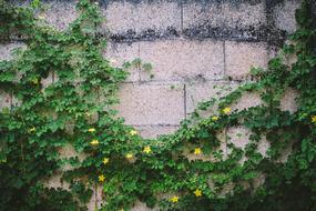 building overgrown with flowers