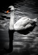 beautiful swimming swan in a lake