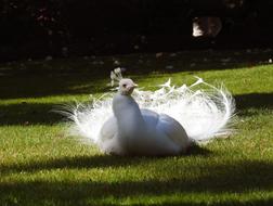 Beautiful and cute, white peacock on the green grass in sunlight and shadows