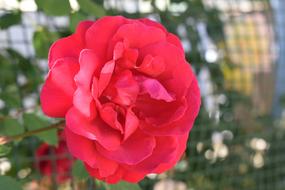 red rose at the fence