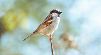 Home Sparrow Beautiful