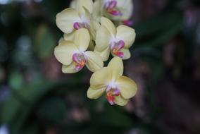 beautiful white orchid