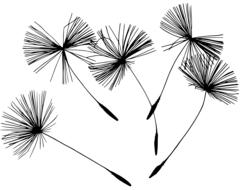 dandelion seeds, black drawing at white background