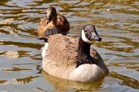 Colorful and beautiful, cute wild geese swimming in the water with ripple