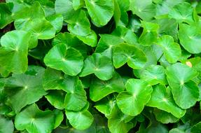 green leaves pennywort