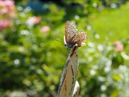 Closeup view of Butterfly Insect at Garden