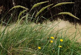 Dune Grass Beach