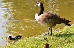 Beautiful and colorful, cute family of wild geese on the shore with green grass, near the water