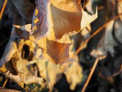 dry yellow autumn leaves