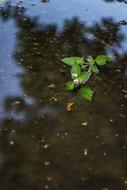 flower floating in water