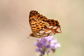 gorgeous butterfly with a flower