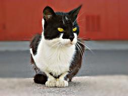 Cat Sitting on street