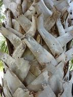 Tree Bark Texture modern