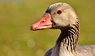 wild Goose Water Bird Animal