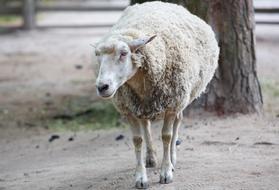 Animal Sheepfold Sheep