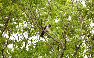 Beautiful, cute and colorful bird on the tree with branches with green leaves