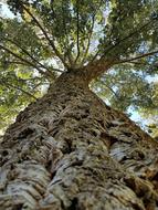 photo of a powerful balsa tree trunk